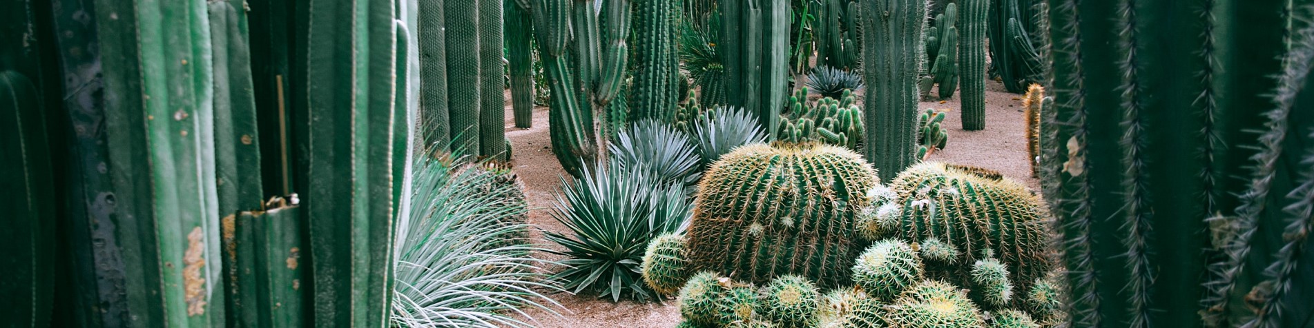 cacti forest